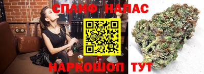 крисы Малгобек